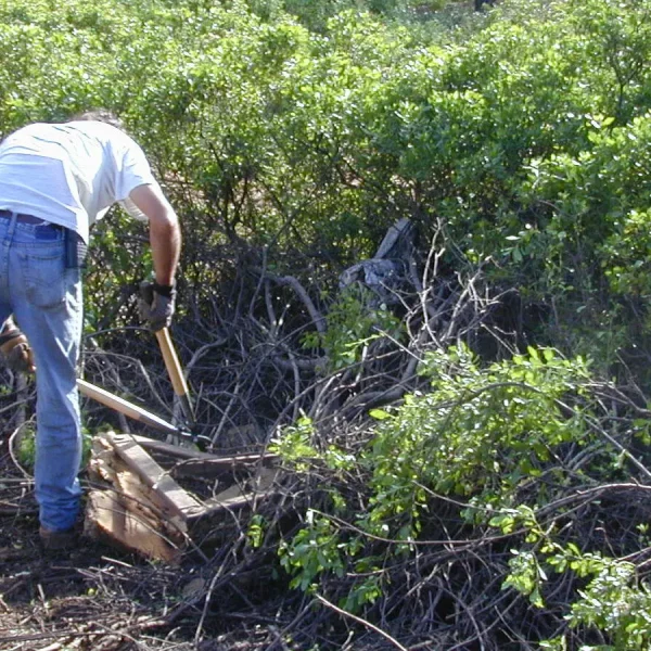 Shrub-removal-Birmingham-Alabama